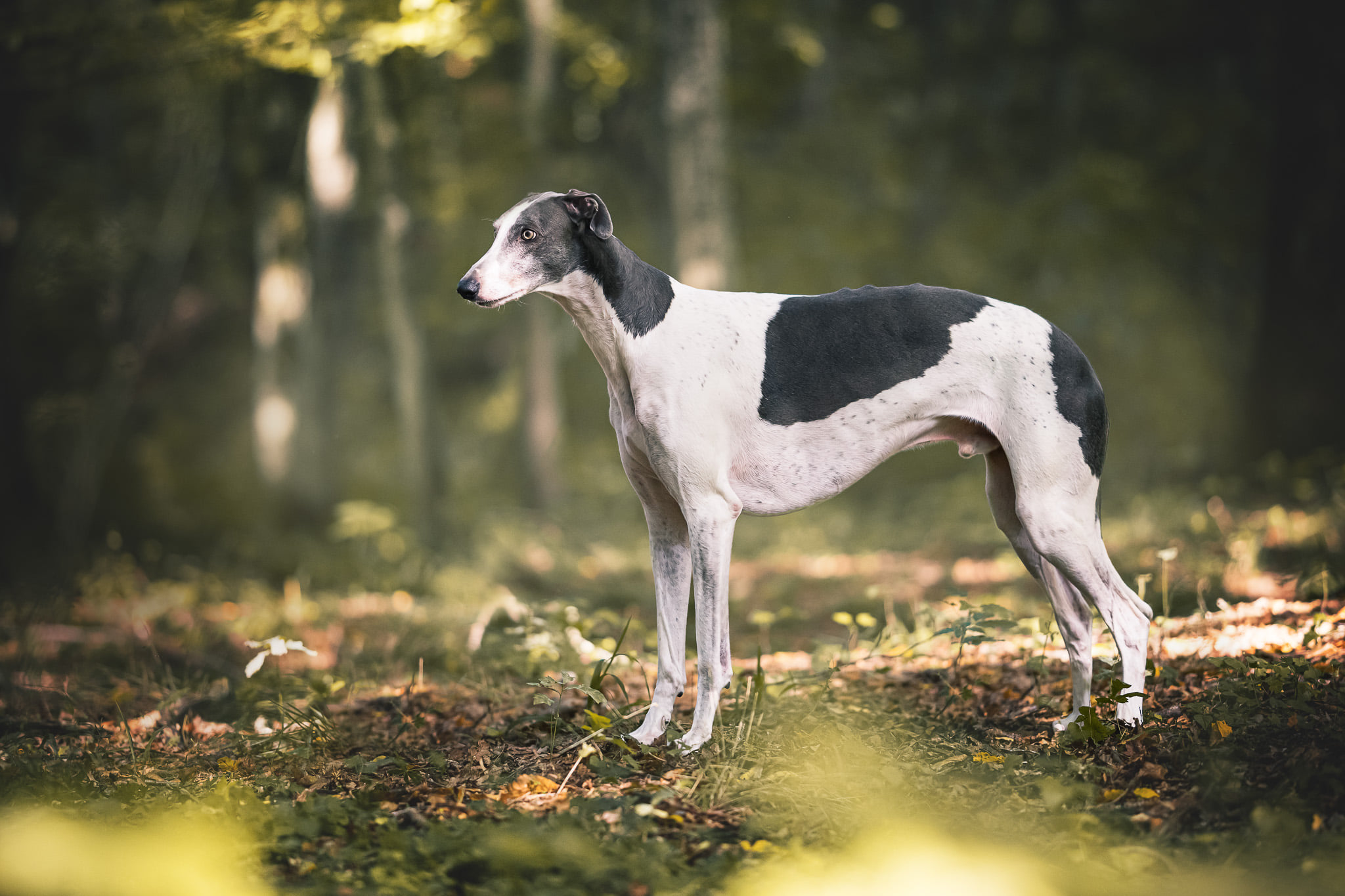 Dringend neue Pflegestelle für unseren Showgreyhound gesucht.